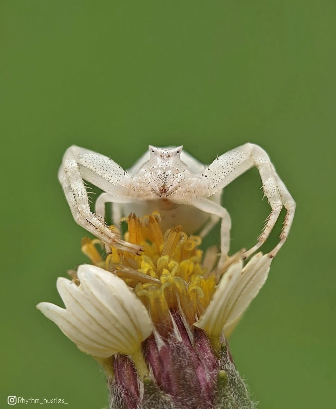 Prosumer Sony 25mm Macro Lens