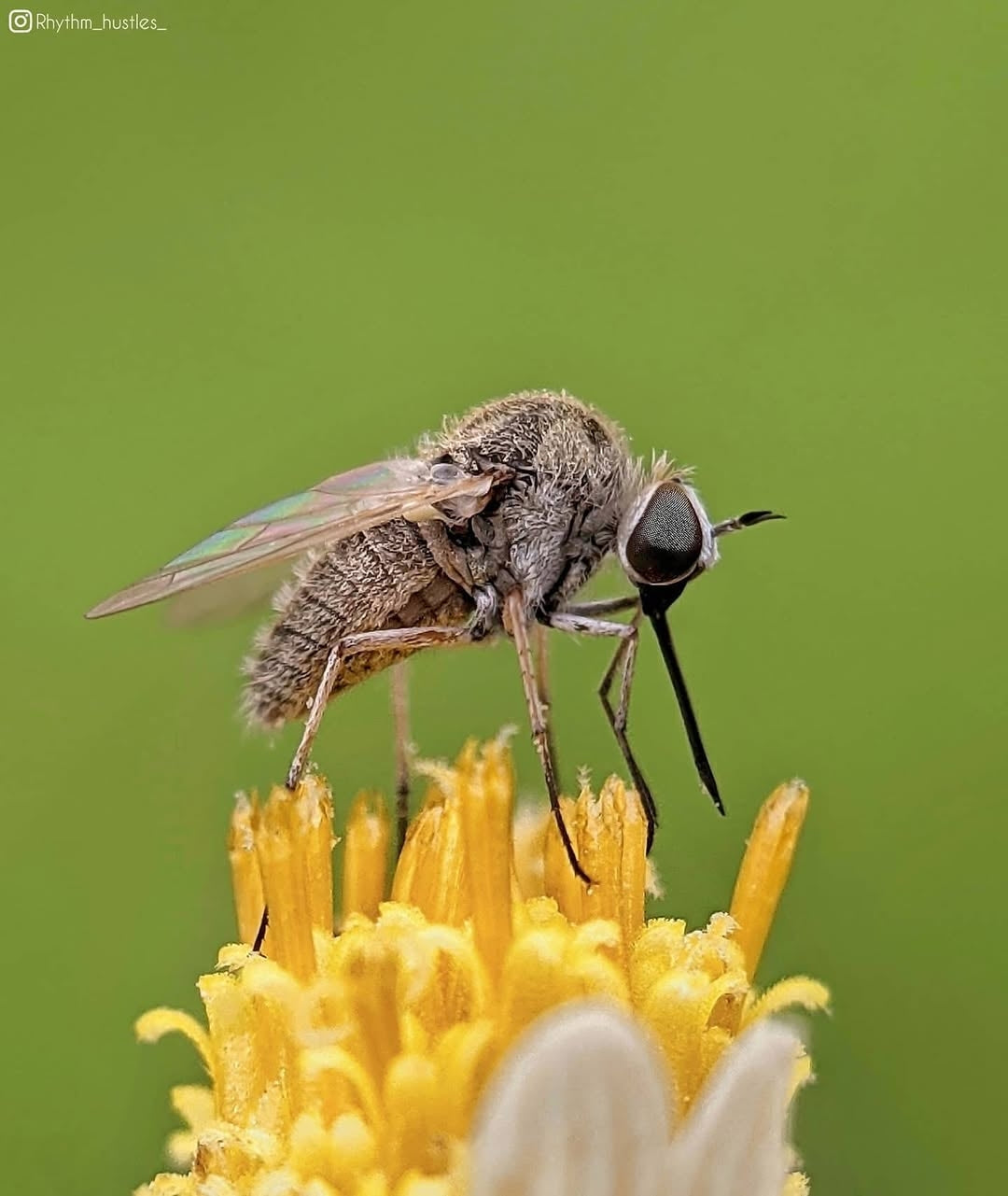 Prosumer Sony 25mm Macro Lens