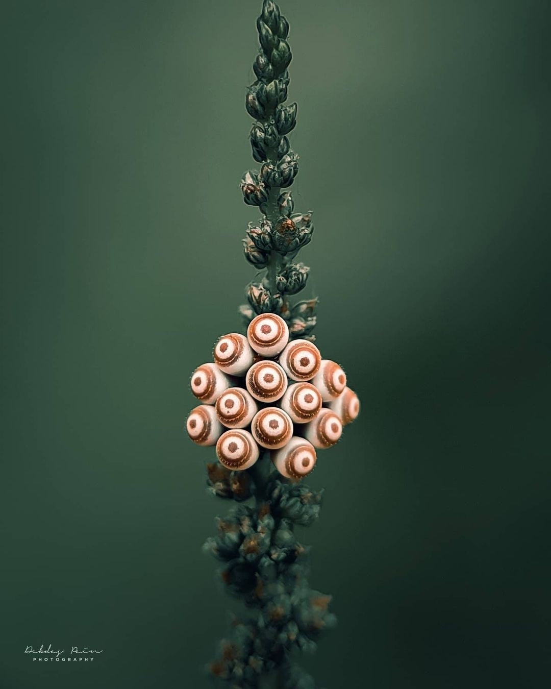 Indo Prosumer Nikon L810 Macro Lens – Best Mobile Lens for Macro Photography in India