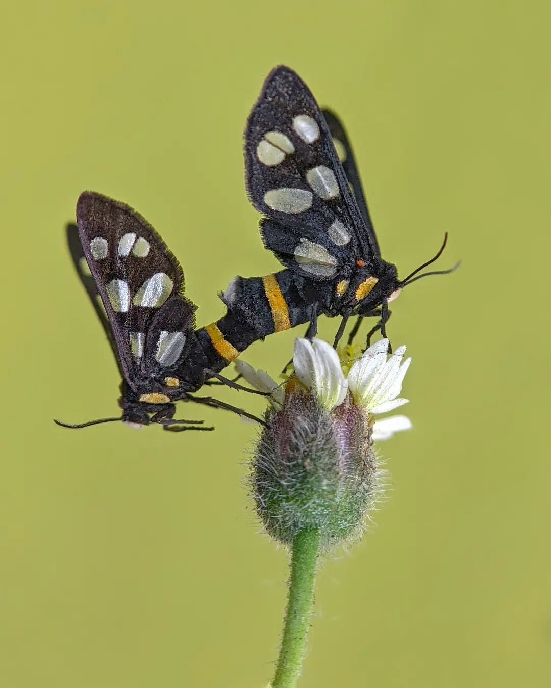 Indo Prosumer Nikon L810 Macro Lens – Best Mobile Lens for Macro Photography in India
