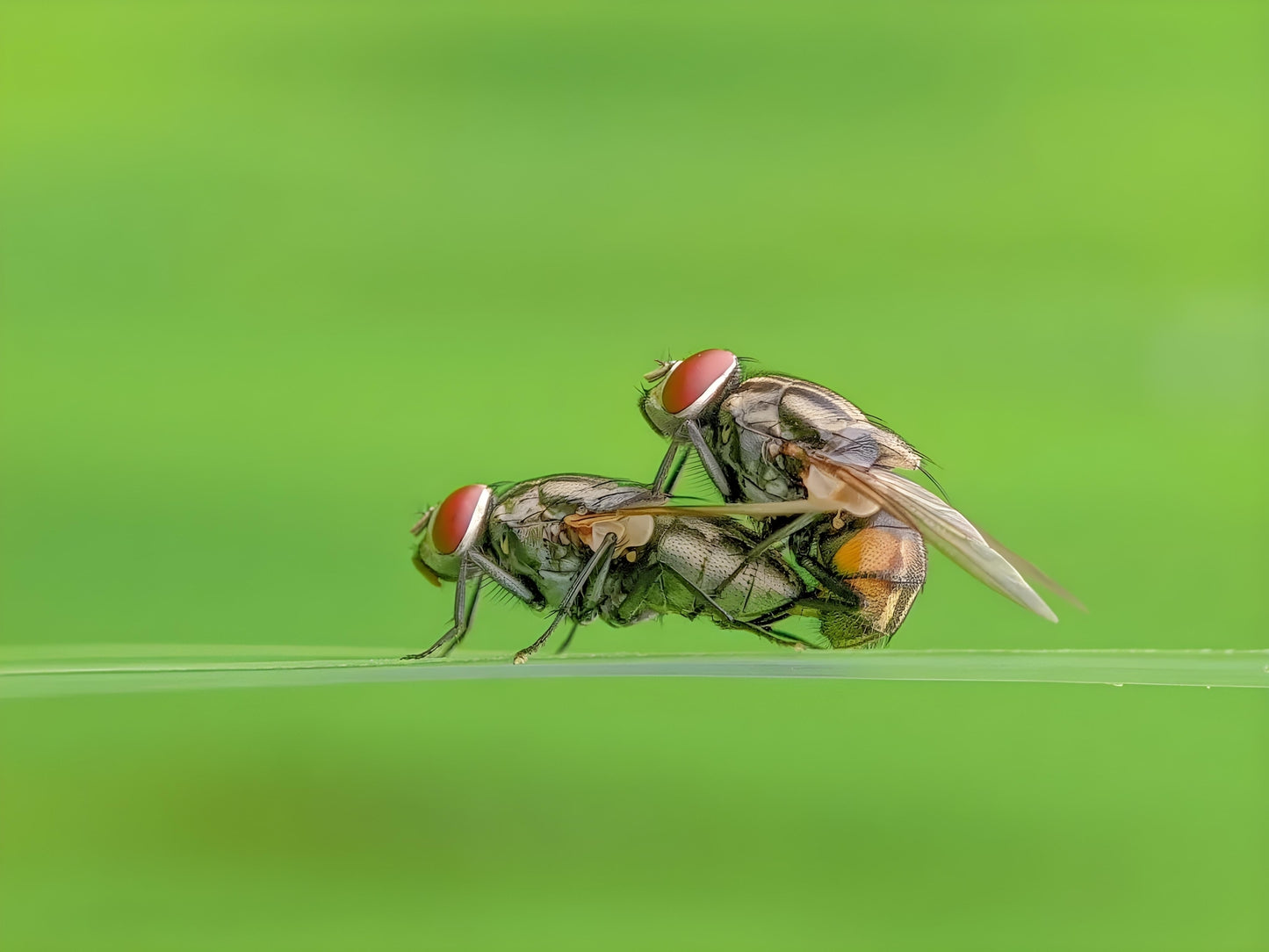 Indo Prosumer Nikon L810 Macro Lens – Best Mobile Lens for Macro Photography in India