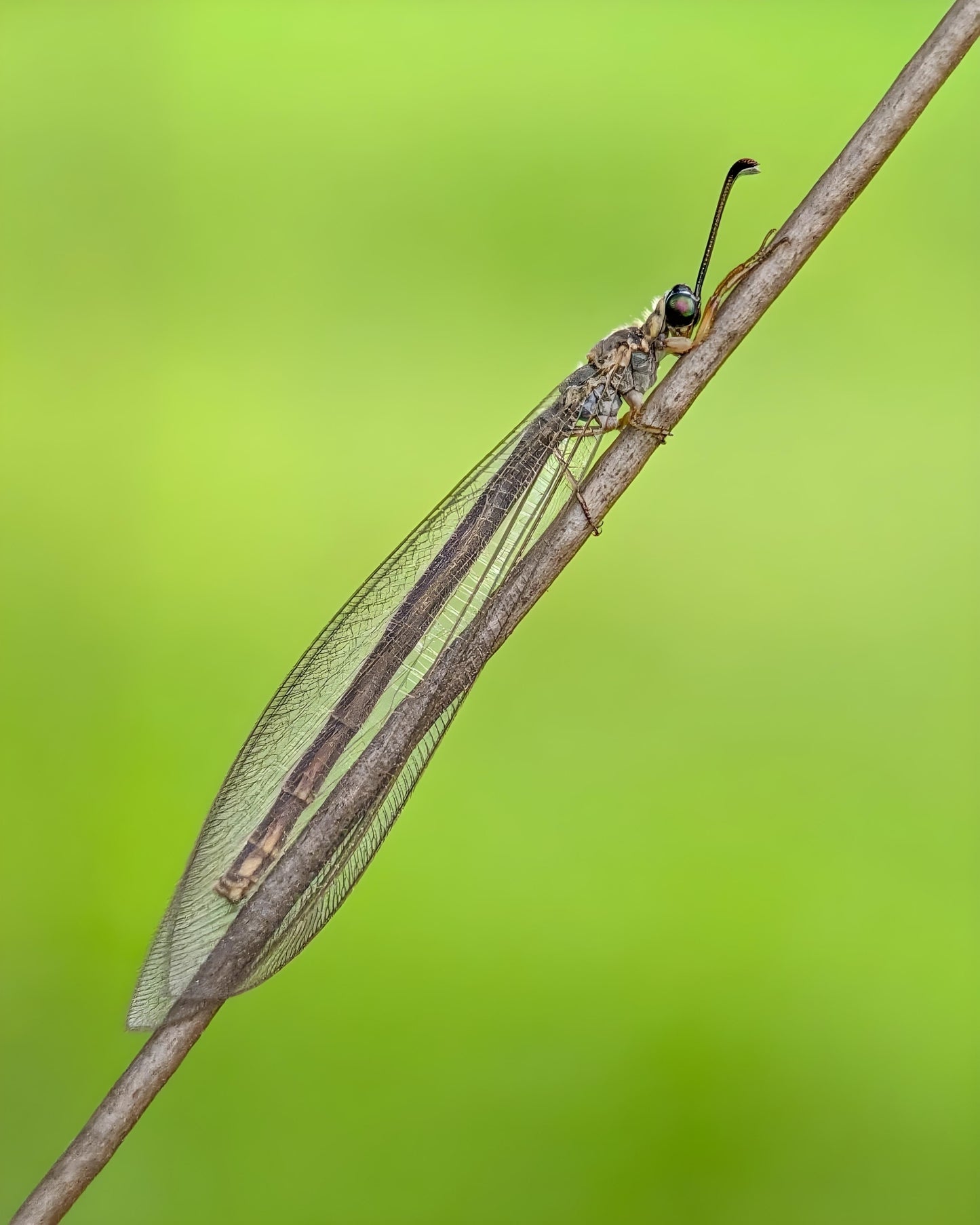 Indo Prosumer Nikon L810 Macro Lens – Best Mobile Lens for Macro Photography in India
