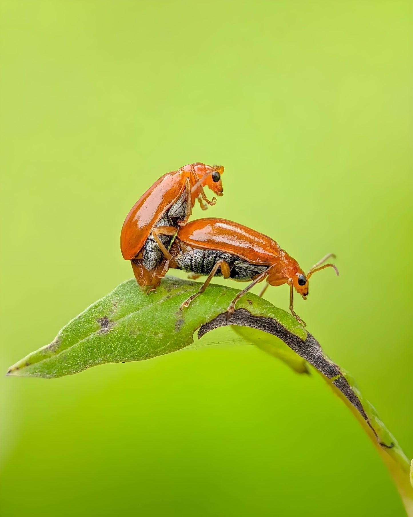 Indo Prosumer Nikon L810 Macro Lens – Best Mobile Lens for Macro Photography in India