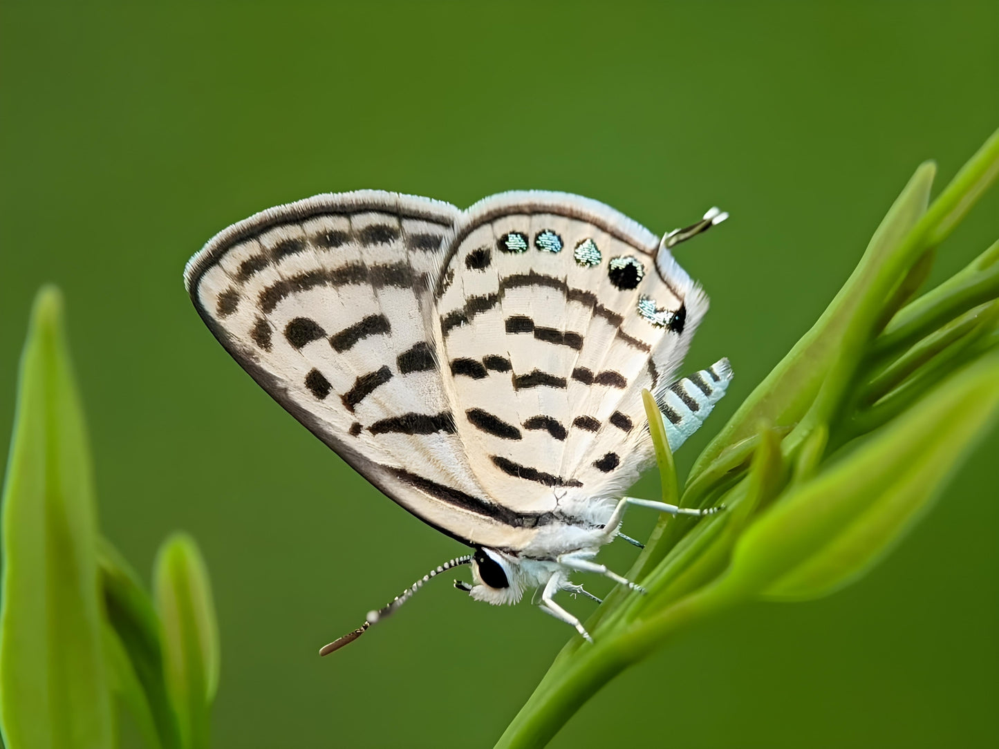 Indo Prosumer Nikon L810 Macro Lens – Best Mobile Lens for Macro Photography in India