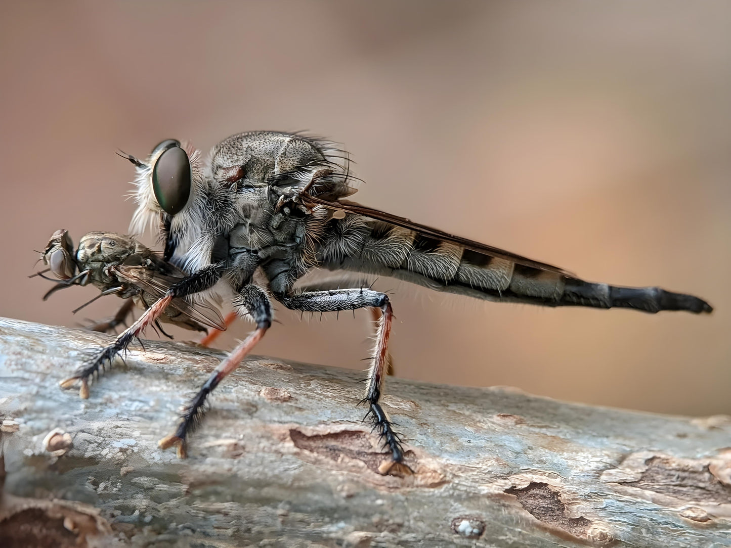Indo Prosumer Nikon L810 Macro Lens – Best Mobile Lens for Macro Photography in India