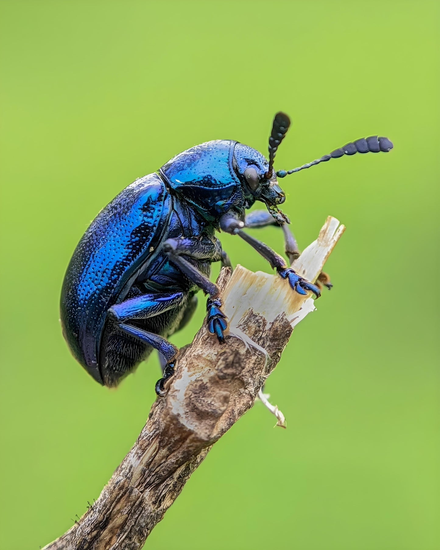 Indo Prosumer Nikon L810 Macro Lens – Best Mobile Lens for Macro Photography in India