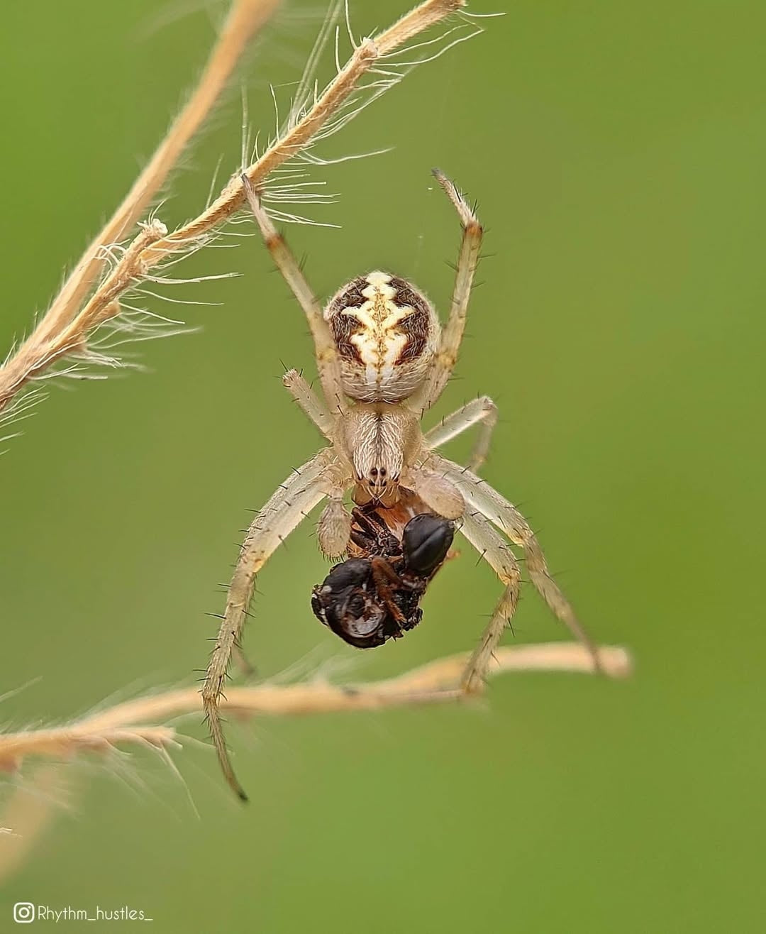 Prosumer Sony 25mm Macro Lens