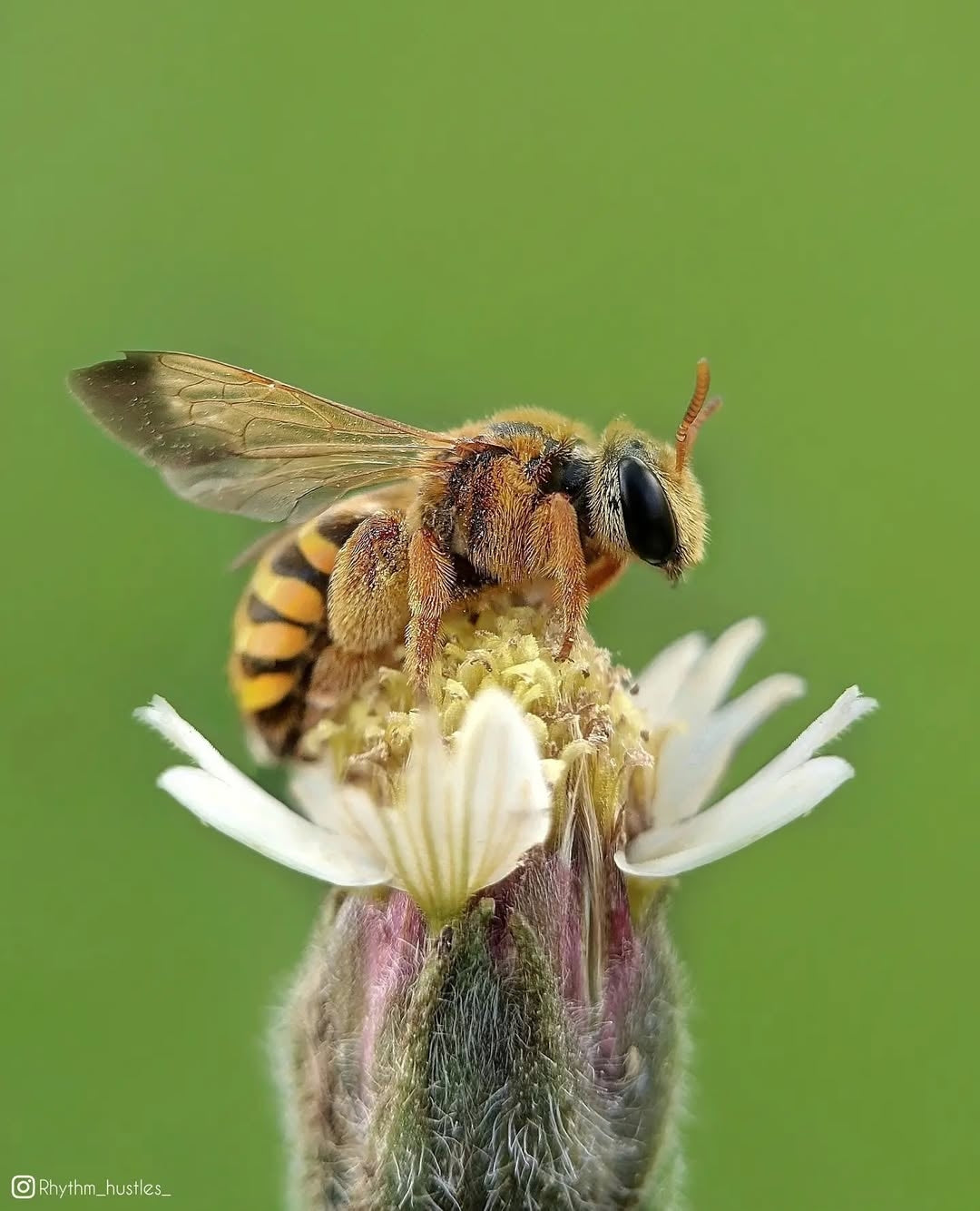 Prosumer Sony 25mm Macro Lens